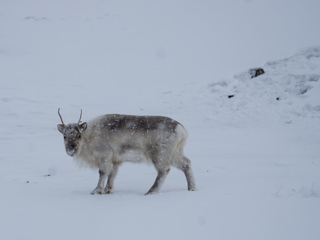 Svalbard 21016